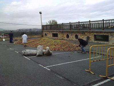 EN EL LLAGAR DE QUELO VIENDO LA MATERIA PRIMA PARA LA ELABORACIÓN DE SIDRA: MANZANAS